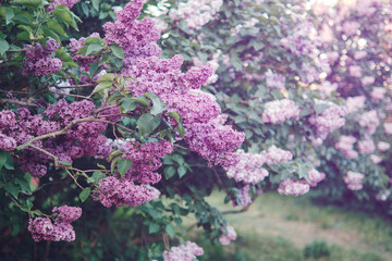 Obraz premium Blooming purple lilac flowers on branches in a garden. Outdoor nature photography