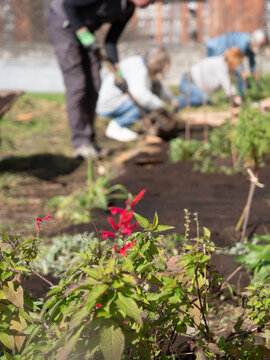 Gardeners planting and cultivating in community garden during spring