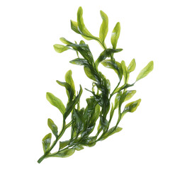 Lush green aquatic plant vibrant underwater life