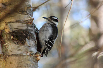 great spotted woodpecker on branch with blurry background of a sunny spring day