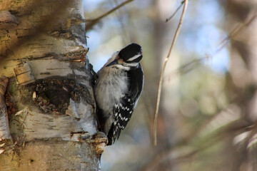 great spotted woodpecker on branch with blurry background of a sunny spring day