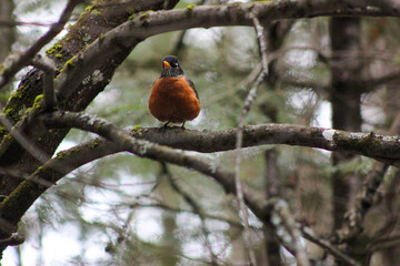 Robin on a branch with a cloudy, blurry background on a spring day