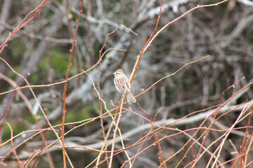small bird on raspberry branches in spring time
