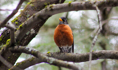 robin on a branch of a tree covered with moss and blurry branches in the background on a spring day