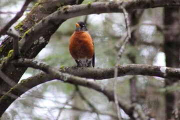 red cardinal on a branch in spring time