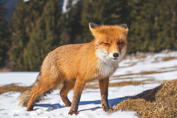 Portrait od red fox in winter