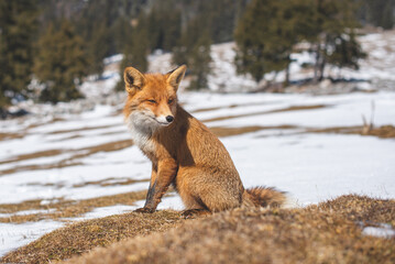 Portrait od red fox in winter