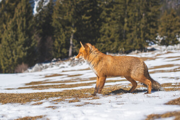 Portrait od red fox in winter