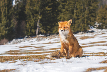 Portrait od red fox in winter