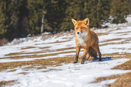 Portrait od red fox in winter