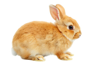 Obraz premium Cute Golden Rabbit On A Transparent Background. . Spring Easter Bunny.