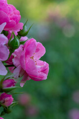 Blooming pink rose flower macro photography on a sunny summer day. Garden rose with pink petals close-up photo in the summertime. Tender rosa floral background.	
