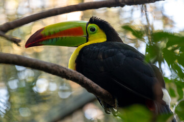 Keel-Billed Toucan (Ramphastos sulfuratus), Costa Rica