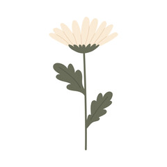 Elegant daisy flower icon. Vector illustration.