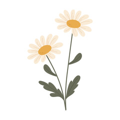 Cute white daisies. Summer flowers. Vector illustration.