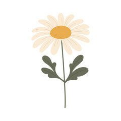Elegant daisy flower. Vector illustration.
