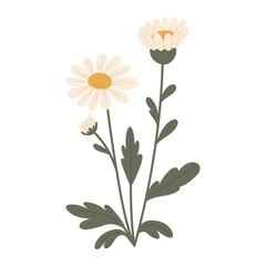 White daisies. Decorative element. Vector illustration.
