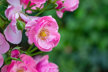 Blooming pink rose flower macro photography on a sunny summer day. Garden rose with pink petals close-up photo in the summertime. Tender rosa floral background.	
