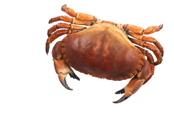 Cooked Crab