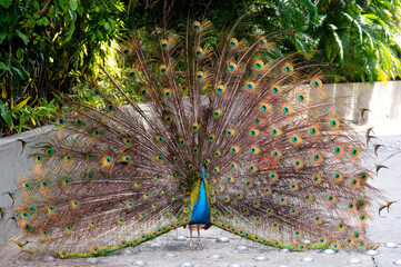 A peacock with its tail unfolded