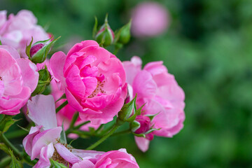 Blooming pink rose flower macro photography on a sunny summer day. Garden rose with pink petals close-up photo in the summertime. Tender rosa floral background.	
