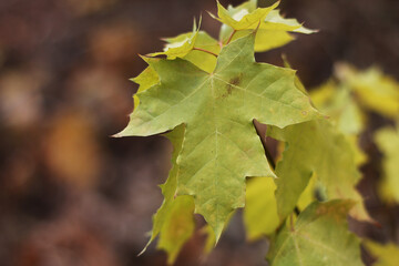 Yellow bright leaves close-up, nature of the east of Ukraine, natural, autumn