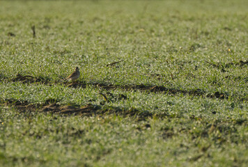 Skylark in the meadow, skylark hiding in the grass, cute skylark hopping through the meadow, Alauda arvensis on the grass