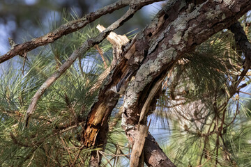 Fototapeta premium The white-breasted nuthatch (Sitta carolinensis) hidden in a crack pine branch