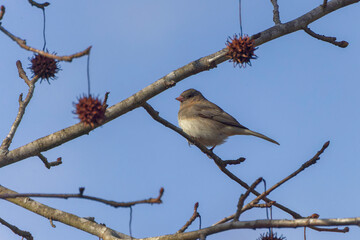 The dark-eyed junco (Junco hyemalis ) 