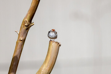  Chipping sparrow (Spizella passerina) is a species of American sparrow perched on the garden