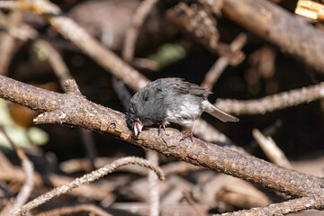 The dark-eyed junco (Junco hyemalis ) 