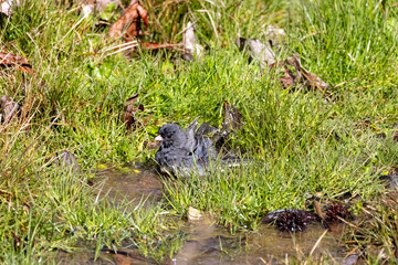 The dark-eyed junco (Junco hyemalis ) takes a bath after the rain