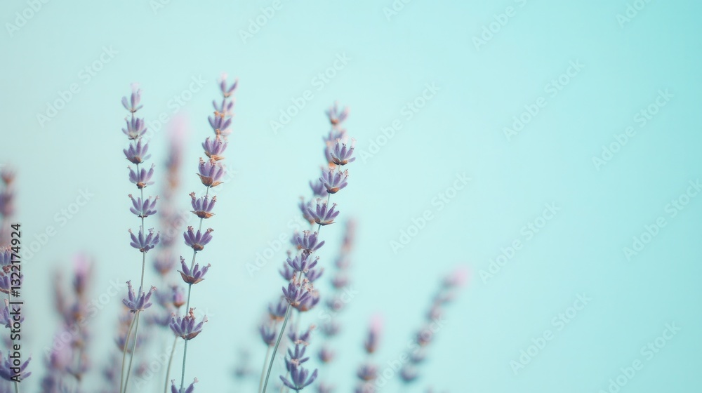 Poster serene lavender blooms against a gradient background of lavender to pale blue in a calming and medit