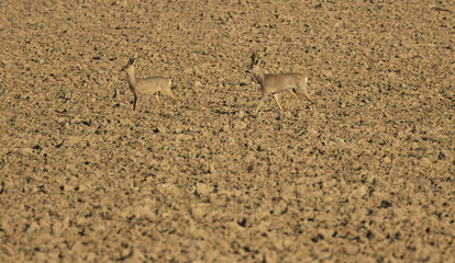 two deer on the bare field, fleeing deer on a plowed field, two deer on brown earth flee and run...