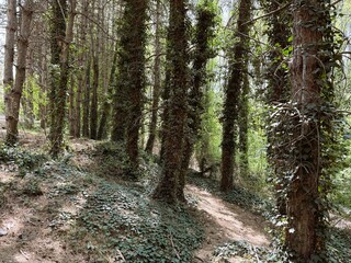 Beautiful mountain forest stream. Forest, ivy trees. Tree overgrown with ivy. Trees and wild ivy in the park. Ivy leaves on tree trunks.