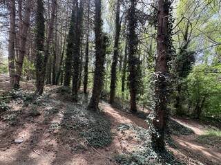 Obraz premium Beautiful mountain forest stream. Forest, ivy trees. Tree overgrown with ivy. Trees and wild ivy in the park. Ivy leaves on tree trunks.
