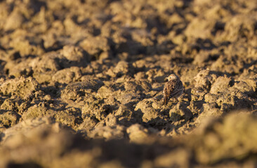Skylark camouflaged in the field, skylark on a plowed field, well camouflaged brown bird, cute skylark looks into the camera, Alauda arvensis in the field