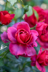 Blossom red rose flower macro photography on a sunny summer day. Garden rose with scarlet petals close-up photo in the summertime. Scarlet rosa floral background.	
