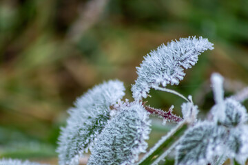 Frost and icy crystals after cold and frosty night show beautiful icy nature with sparkling ice...