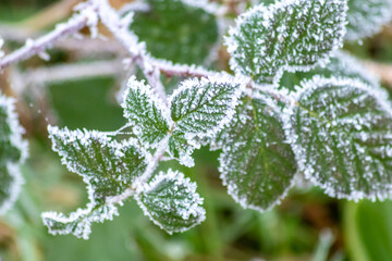 Frost and icy crystals after cold and frosty night show beautiful icy nature with sparkling ice...