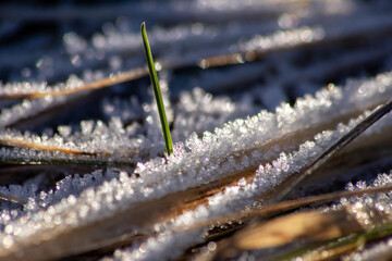 Frost and icy crystals after cold and frosty night show beautiful icy nature with sparkling ice crystals in morning sunshine melting away like snow in the sunshine