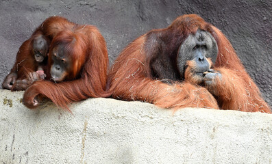 Sumatran orangutan family