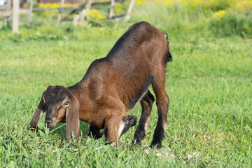 Nubian baby goat grazing at pasture at sunny summer day. rural farm life