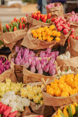 Vibrant spring tulips for sale