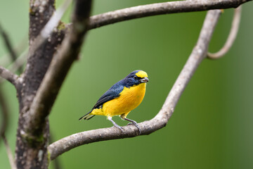 Obraz premium The spot-crowned euphonia, Euphonia imitans is a bird in the family Fringillidae