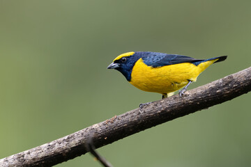 Obraz premium The spot-crowned euphonia, Euphonia imitans is a bird in the family Fringillidae