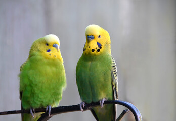 A pair of green and yellow budgerigars perched together 