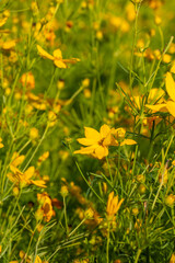 A vibrant field of yellow Coreopsis flowers bathed in warm sunlight. The whorled tickseed delicate petals and green stems create a lively contrast, capturing the beauty of nature in full bloom.