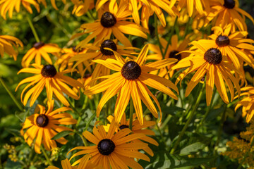 Yellow rudbeckia flowers on a sunny summer day macro photography. Blooming garden black-eyed susan flower with yellow petals close-up photo in summer.	
