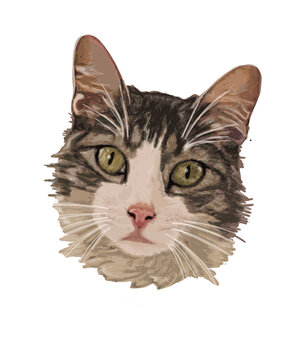 handmade Digital illustration of a tabby cat